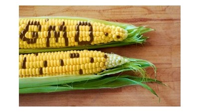 GMO 반대론자들이 GMO 반대를 못하는 이유
