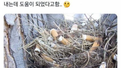 담배꽁초로 만들어진 참새 둥지를 조사했더니