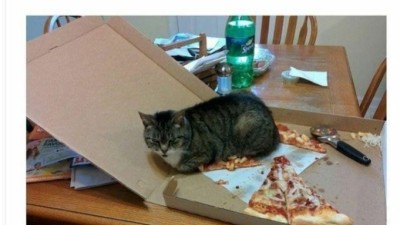 고양이 토핑