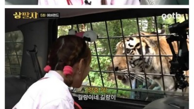 사육사: 살면서 호랑이를 만질수있는 기회는 두번있다.